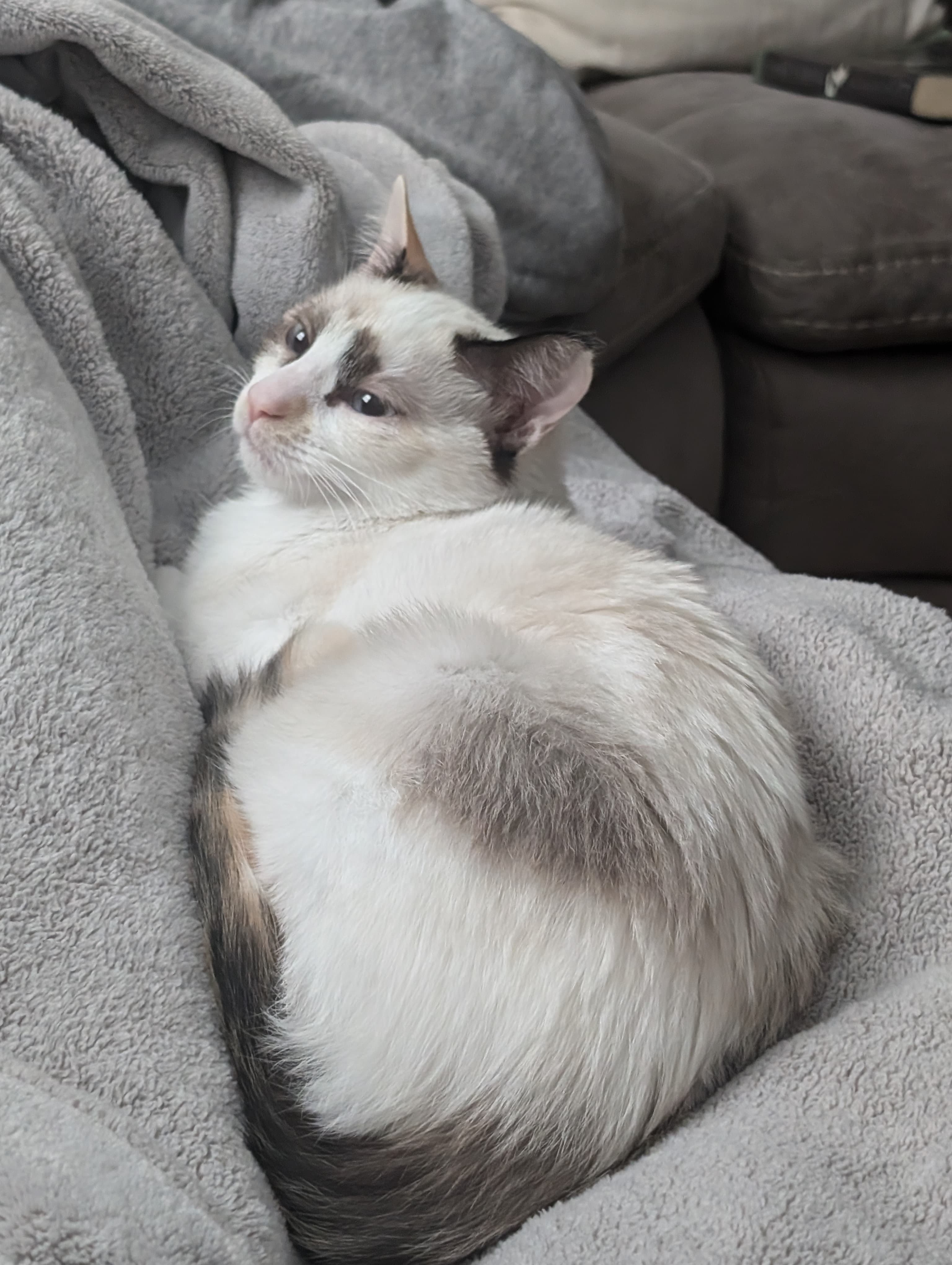 Cat photo