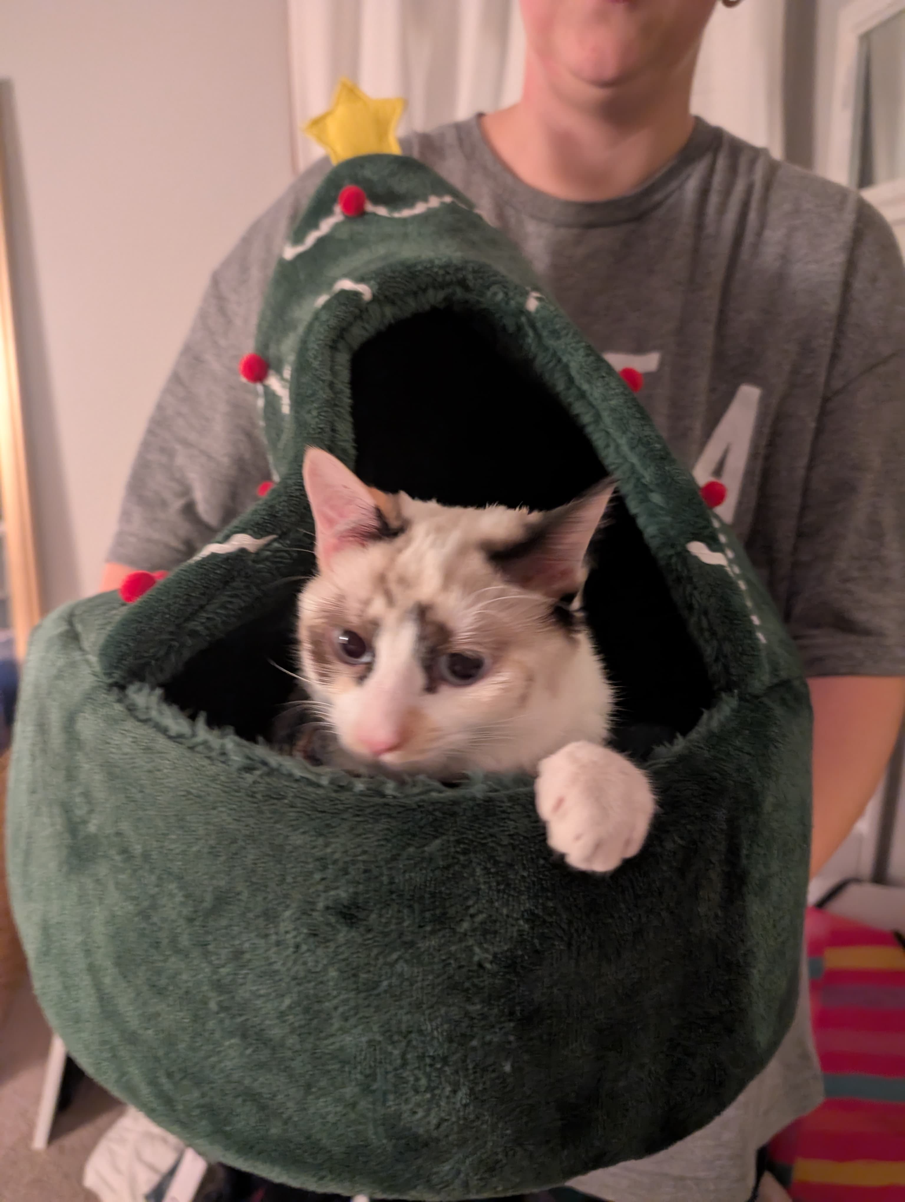 Cat photo
