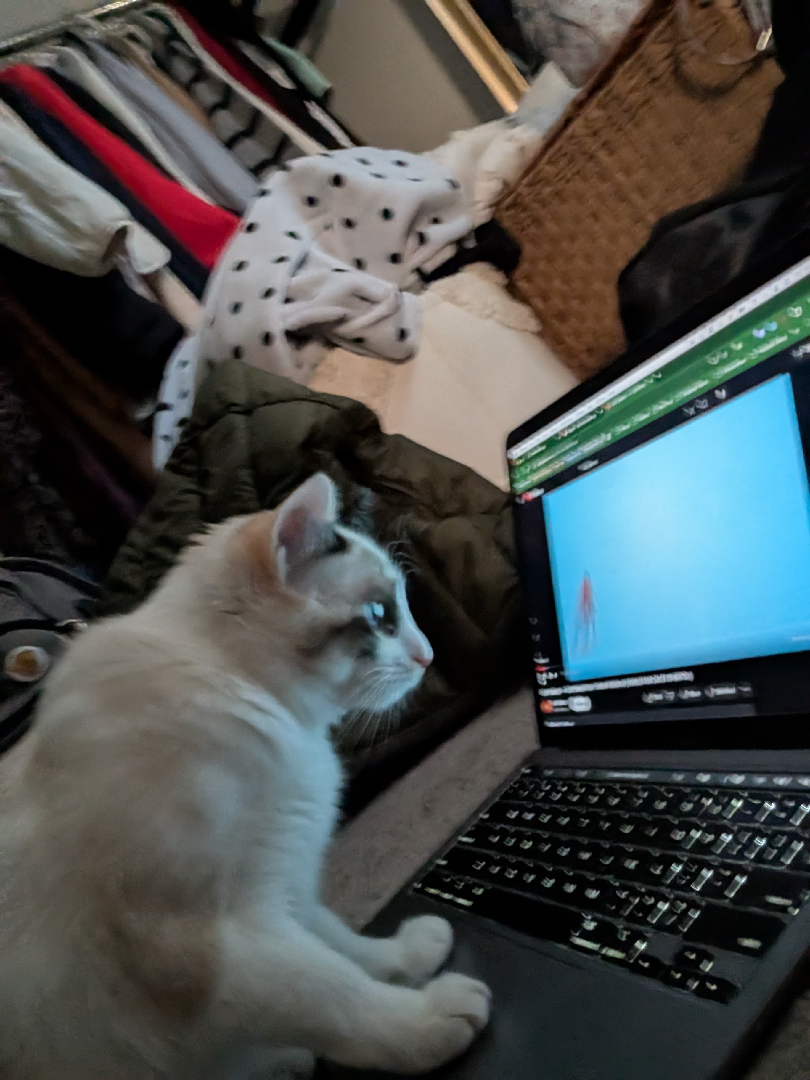 Cat photo