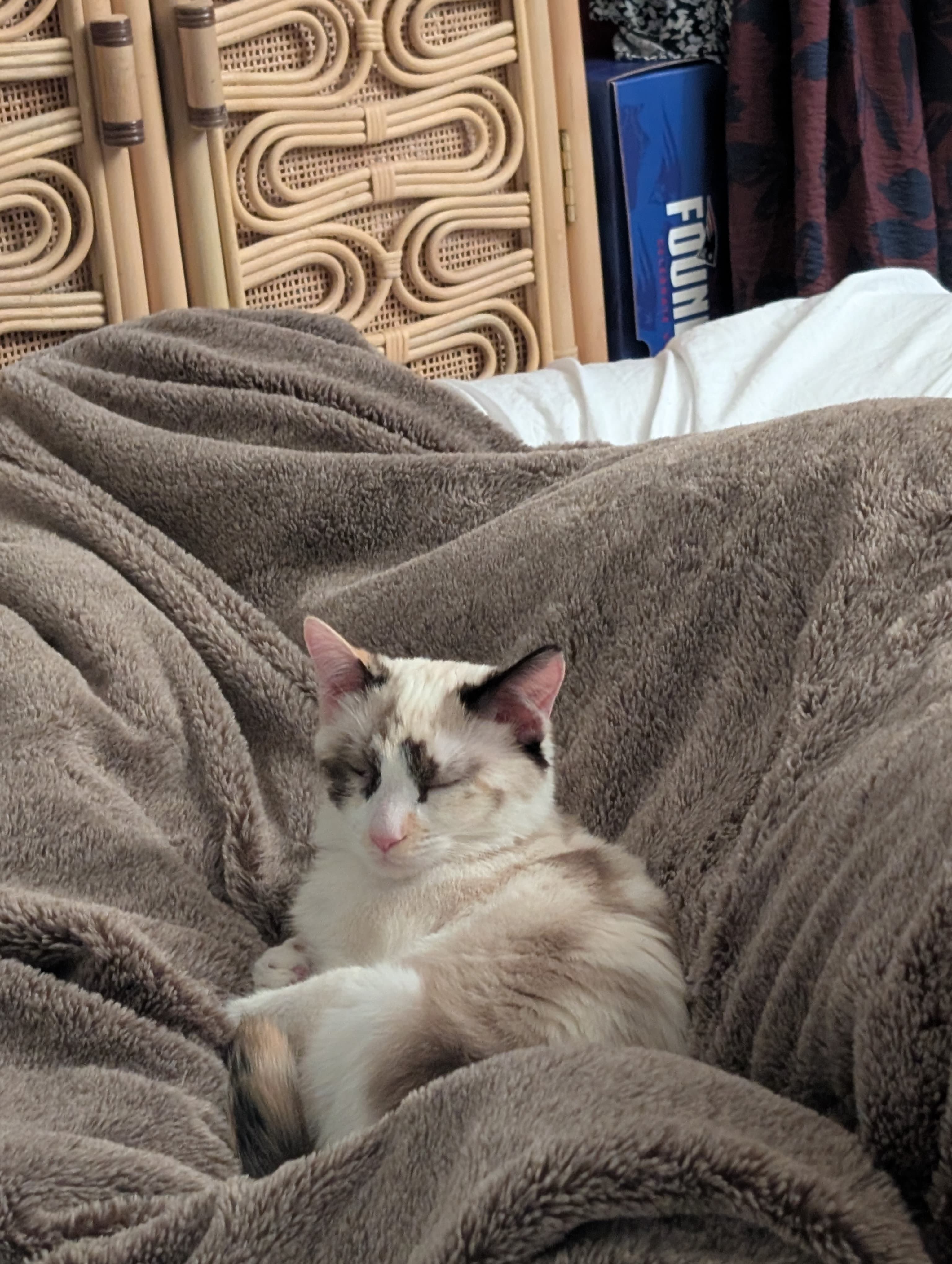 Cat photo